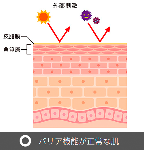 バリア機能が正常な肌